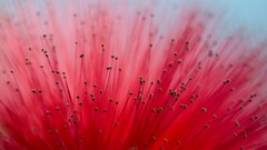 Macro Flowers mimosa