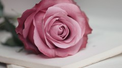 Macro Flowers nature Books roses decor stock photo