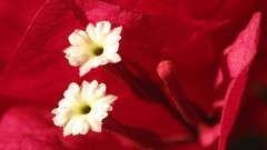 Macro Flowers nature bougainvillea