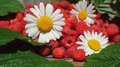 Macro Flowers nature chamomile raspberries