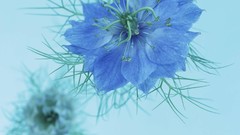 Macro Flowers nature cornflowers blue flowers