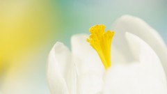 Macro Flowers nature crocus hybrid