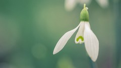 Macro Flowers nature cross process