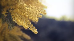 Macro Flowers nature depth of field kal