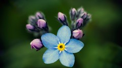Macro Flowers nature Forget-me-nots