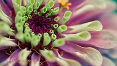 Macro Flowers nature limes multicolor zinnia