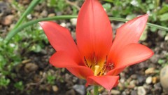 Macro Flowers nature multicolor modified