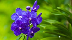 Macro Flowers nature Orchids blue flowers vanda
