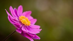 Macro Flowers nature pink flowers anemones (flower)