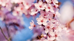 Macro Flowers nature pink flowers cherry blossoms focused