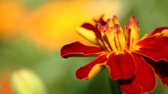 Macro Flowers nature Plants Garden Marigold flower petals depth 