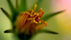 Macro Flowers nature pollen close-up
