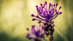 Macro Flowers nature purple flowers allium