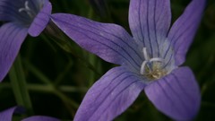 Macro Flowers nature purple flowers violets depth of field