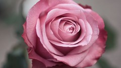 Macro Flowers nature roses stock photo