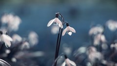 Macro Flowers nature snowdrops white flowers