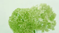 Macro Flowers nature tulips windmills white background holland 