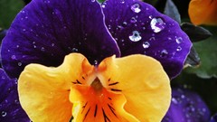 Macro Flowers pansies