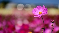 Macro Flowers pink flowers depth of field cosmos flower