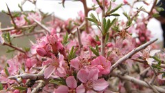 Macro Flowers pink Plants spring iran Amin Peyrovi