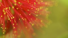 Macro Flowers pollen mimosa