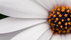 Macro Flowers pollen white white flowers