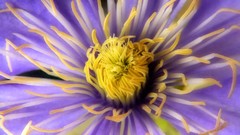 Macro Flowers purple flowers clematis