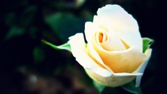 Macro Flowers roses white flowers Majd Elhaj