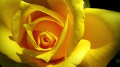 Macro Flowers roses Yellow Rose