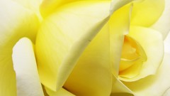 Macro Flowers roses Yellow Rose