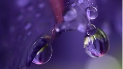 Macro Flowers simple drop lilac buds minimalistic