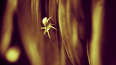 Macro Flowers spiders Nikon Nikon d70s
