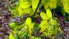 Macro Flowers stamen yellow flowers filament anther