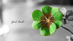 Macro Flowers text Typography Luck shamrock four leaf clover 