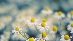 macro Flowers white flowers chamomile Plants colorful