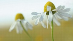 macro Flowers white flowers Plants matricaria Daisies