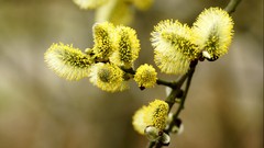 Macro Flowers yellow flowers catkin