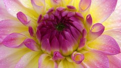 Macro Flowers yellow pink white dahlias