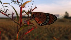 Macro fly Butterflies butter