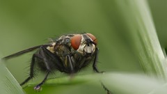 Macro fly flies