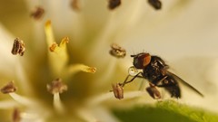 Macro fly flies