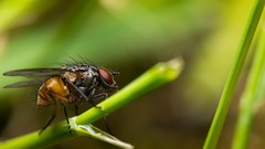 Macro fly insects flies