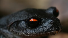 Macro Frogs amphibians tree frogs