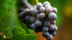 Macro fruits grapes