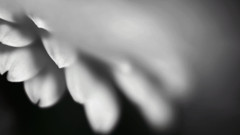 Macro Gerbera high Resolution jvre