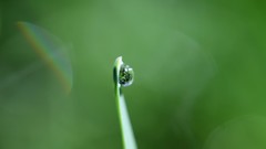 Macro grass green background water drops waterdrops