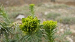 Macro grass Green outdoors iran Amin Peyrovi