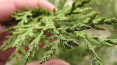 Macro grass Green Plants growth iran depth of field Amin Peyrovi