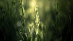 Macro grass Herbs monochrome