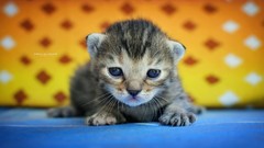Macro gray cats Kittens furry blue eyes whiskers pets baby 